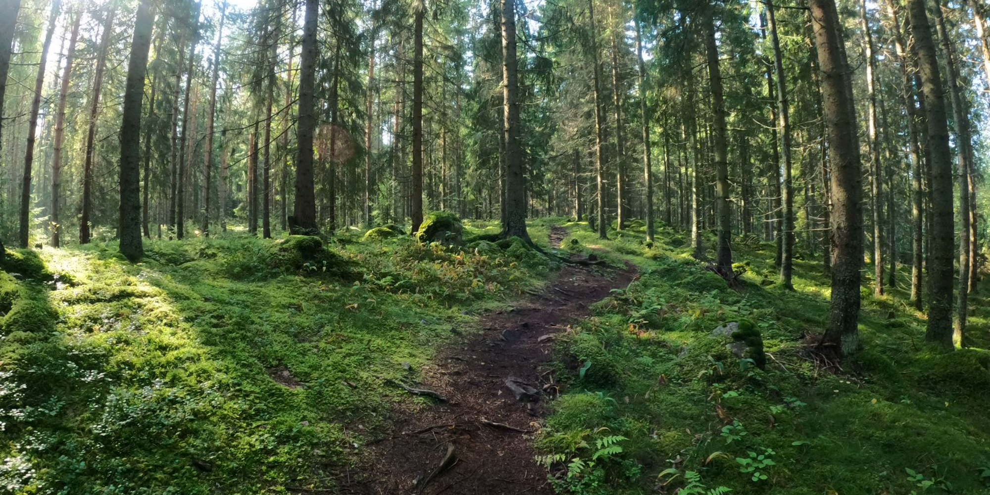 Labkotec @ Voimaa metsästä '24